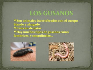LOS GUSANOS
Son animales invertebrados con el cuerpo
blando y alargado
Carecen de patas
Hay muchos tipos de gusanos como
lombrices, y sanguijuelas…
 
