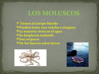 LOS MOLUSCOS
 Tienen el cuerpo blando
Pueden tener una concha o ninguna
La mayoría viven en el agua
Se desplazan nadando
Son ovíparos
De los huevos salen larvas
 