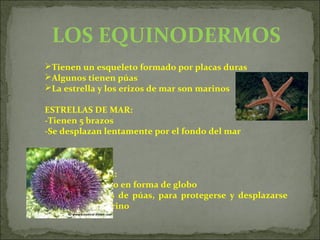 LOS EQUINODERMOS
Tienen un esqueleto formado por placas duras
Algunos tienen púas
La estrella y los erizos de mar son marinos
ESTRELLAS DE MAR:
-Tienen 5 brazos
-Se desplazan lentamente por el fondo del mar
ERIZOS DE MAR:
-Tienen el cuerpo en forma de globo
-Están cubiertos de púas, para protegerse y desplazarse
por el fondo marino
 