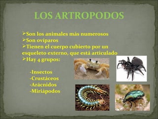 LOS ARTROPODOS
Son los animales más numerosos
Son ovíparos
Tienen el cuerpo cubierto por un
esqueleto externo, que está articulado
Hay 4 grupos:
-Insectos
-Crustáceos
-Arácnidos
-Miriápodos
 