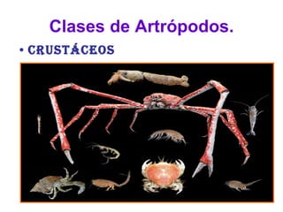 Clases de Artrópodos. Crustáceos Su cuerpo está compuesto por tres regiones (cabeza, tórax y abdomen). Son los únicos con dos pares de antenas, y presentan varios pares de pinzas bucales.  Cinco o más pares de patas. Su reproducción es sexual. Su respiración es branquial, por lo que son generalmente acuáticos. 