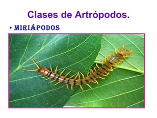 Clases de Artrópodos. Miriápodos Su cuerpo está dividido en dos segmentos: cabeza y tórax. Poseen dos antenas en la cabeza. Su cuerpo está formado por anillos, pero no es blando, está endurecido por sales minerales. Tienen uno o dos pares de patas que salen de cada anillo. Son Carnívoros (milpiés) o herbívoros (ciempiés). Mayoritariamente son terrestres. Su reproducción es sexual. Y su respiración traqueal. 