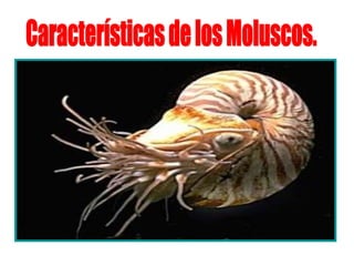 _ El cuerpo se divide en tres partes: Cabeza , están la boca y los tentáculos. El  pie , sirve para desplazarse o fijarse al suelo. El  manto , que protege el cuerpo blando del molusco por una concha. _ Presentan simetría bilateral. _ Su reproducción es sexual dioica o hermafrodita. _ La mayoría de los moluscos son marinos y respiran por branquias, pero otros son terrestres y respiran por pulmones. Características de los Moluscos. 
