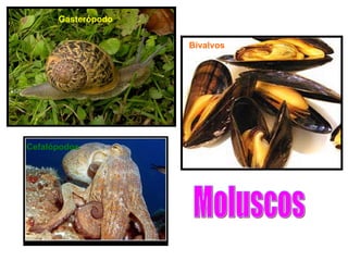 Gasterópodo Bivalvos Cefalópodos Moluscos 