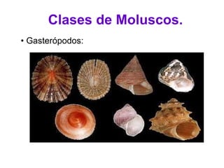 Clases de Moluscos. Gasterópodos: Univalvos, concha de una sola pieza enrollada en espiral. En la cabeza tiene dos tentáculos y al final de estos los ojos. Su reproducción es sexual dioica externa y muchos gasterópodos son hermafroditas. Su respiración es branquial en los gasterópodos acuáticos y por pulmones en los terrestres. 