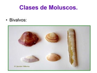 Clases de Moluscos. Bivalvos: Formados por dos conchas que cubren por completo el cuerpo del animal. Carecen de cabeza, por lo que sus órganos sensoriales están poco desarrollados. Su reproducción sexual. La mayoría de los bivalvos son dioicos, tienen sexos separados. Son animales exclusivamente acuáticos. Su respiración es branquial. 