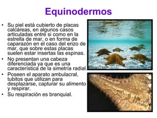 Equinodermos Su piel está cubierto de placas calcáreas, en algunos casos articuladas entre si como en la estrella de mar, o en forma de caparazón en el caso del erizo de mar, que sobre estas placas suelen estar insertas las espinas. No presentan una cabeza diferenciada ya que es una característica de la simetría radial. Poseen el aparato ambulacral, tubitos que utilizan para desplazarse, capturar su alimento y respirar. Su respiración es branquial. 