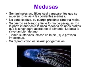 Medusas Son animales acuáticos casi transparentes que se mueven  gracias a las corrientes marinas. No tiene cabeza, su cuerpo presenta simetría radial.  Su cuerpo es blando y tiene forma de paraguas. En la parte inferior está la boca rodeada de unos brazos que le sirven para acercarse el alimento. La boca le sirve también de ano. Tienen sustancias tóxicas en la piel, que provoca irritaciones. Su reproducción es sexual por gemación. 