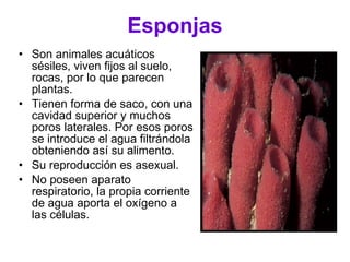 Esponjas Son animales acuáticos sésiles, viven fijos al suelo, rocas, por lo que parecen plantas. Tienen forma de saco, con una cavidad superior y muchos poros laterales. Por esos poros se introduce el agua filtrándola obteniendo así su alimento. Su reproducción es asexual. No poseen aparato respiratorio, la propia corriente de agua aporta el oxígeno a las células. 