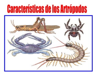 _ Poseen un cuerpo dividido en tres partes bien diferenciadas:     Cabeza    Tórax   Abdomen _ Sus patas son  articuladas . _ Tienen simetría bilateral, ambos lados del cuerpo son iguales. _ Su respiración es traqueal en los artrópodos terrestres y branquial en los acuáticos. Características de los Artrópodos 