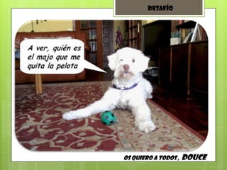Os quiero a todos , DOUCE
Desafío
 