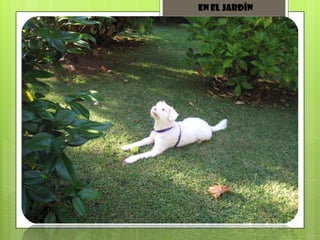 En el jardín
 