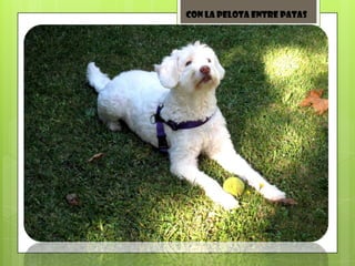 Con la pelota entre patas
 