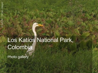 Los Katíos National Park,
Colombia
Photo gallery
 