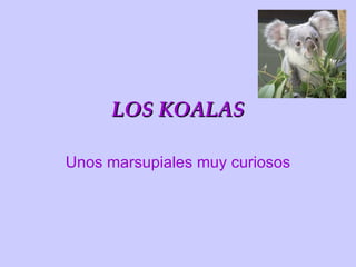 LOS KOALAS Unos marsupiales muy curiosos 