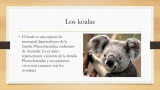 Los koalas
• El koala es una especie de
marsupial diprotodonto de la
familia Phascolarctidae, endémico
de Australia. Es el único
representante existente de la familia
Phascolarctidae y sus parientes
vivos más cercanos son los
wombats
 