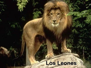 Los Leones 