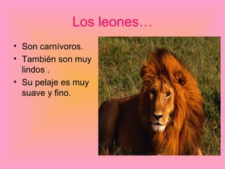 Los leones…
• Son carnívoros.
• También son muy
  lindos .
• Su pelaje es muy
  suave y fino.
 