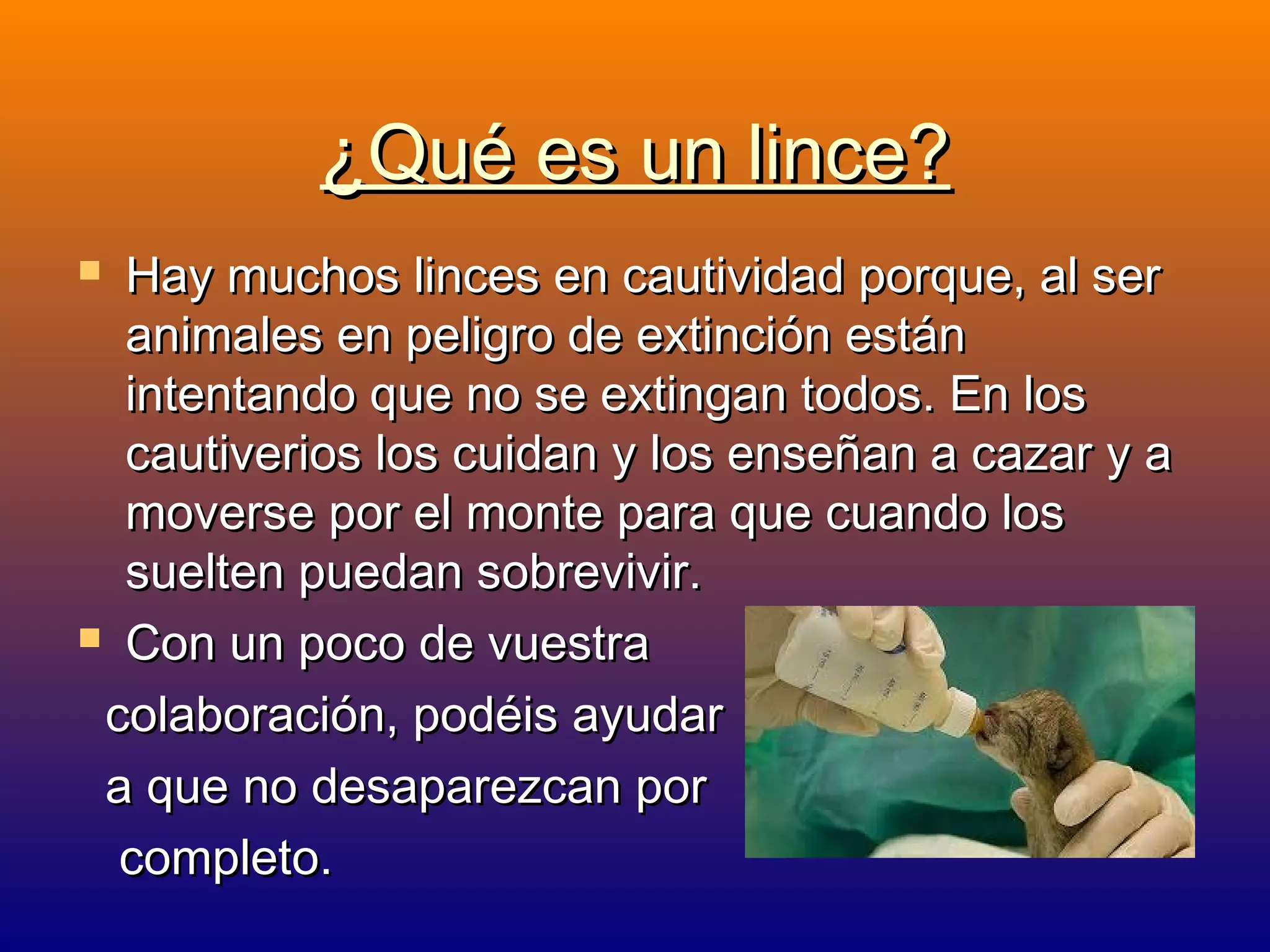 ¿Qué es un lince?
Hay muchos linces en cautividad porque, al ser
animales en peligro de extinción están
intentando que no se extingan todos. En los
cautiverios los cuidan y los enseñan a cazar y a
moverse por el monte para que cuando los
suelten puedan sobrevivir.
 Con un poco de vuestra
colaboración, podéis ayudar
a que no desaparezcan por
completo.


 