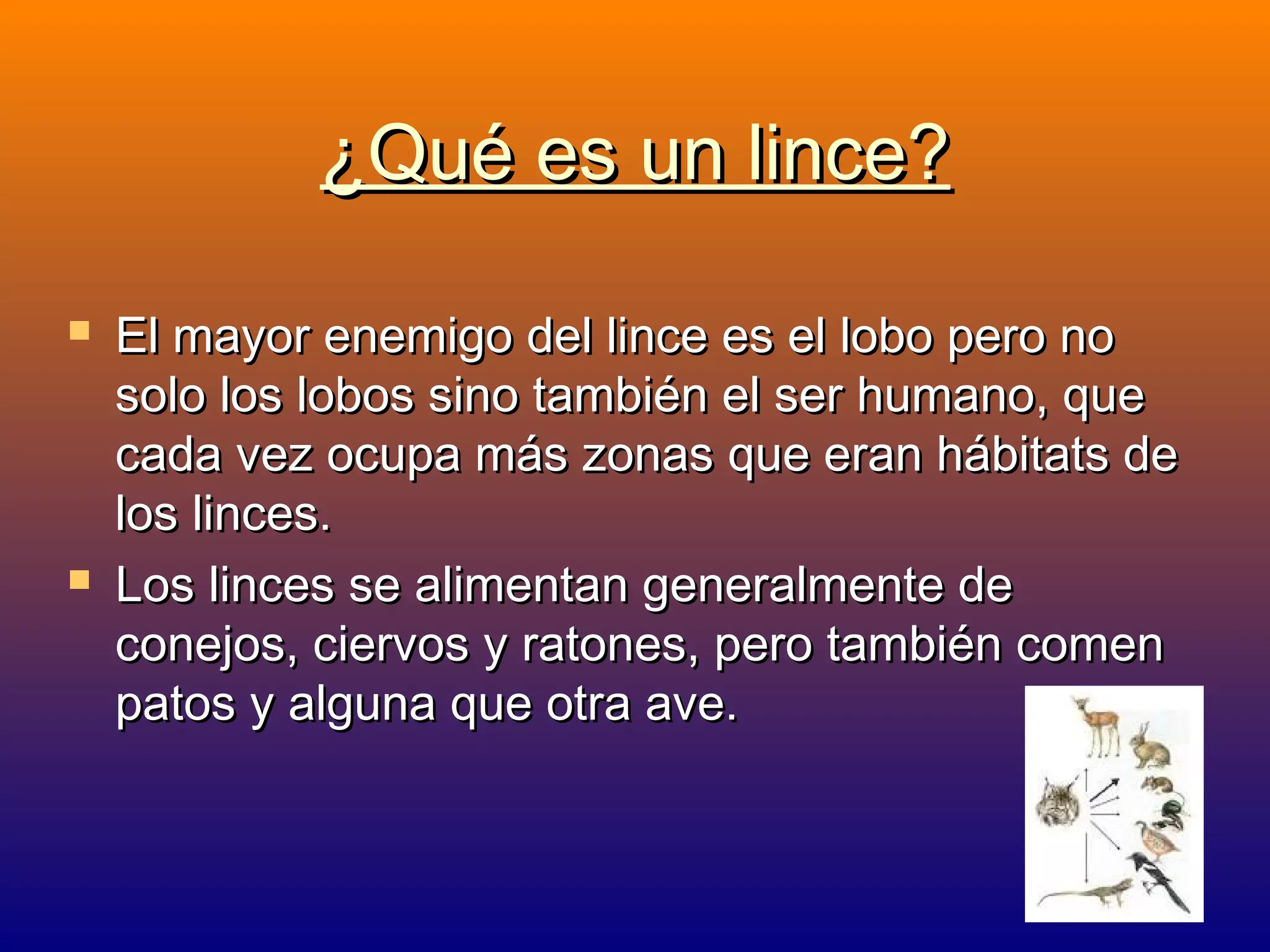 ¿Qué es un lince?




El mayor enemigo del lince es el lobo pero no
solo los lobos sino también el ser humano, que
cada vez ocupa más zonas que eran hábitats de
los linces.
Los linces se alimentan generalmente de
conejos, ciervos y ratones, pero también comen
patos y alguna que otra ave.

 