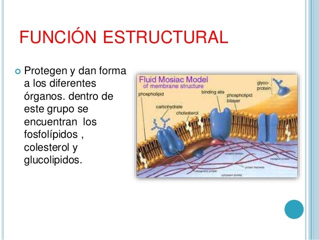 LOS LIPIDOS Y SU IMPORTANCIA EN LA NUTRICION