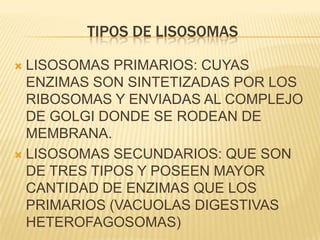 TIPOS DE LISOSOMAS

 LISOSOMAS PRIMARIOS: CUYAS
  ENZIMAS SON SINTETIZADAS POR LOS
  RIBOSOMAS Y ENVIADAS AL COMPLEJO
  DE GOLGI DONDE SE RODEAN DE
  MEMBRANA.
 LISOSOMAS SECUNDARIOS: QUE SON
  DE TRES TIPOS Y POSEEN MAYOR
  CANTIDAD DE ENZIMAS QUE LOS
  PRIMARIOS (VACUOLAS DIGESTIVAS
  HETEROFAGOSOMAS)
 