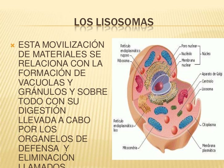 Los lisosomas