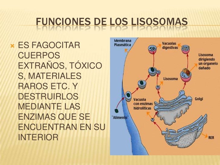Los lisosomas