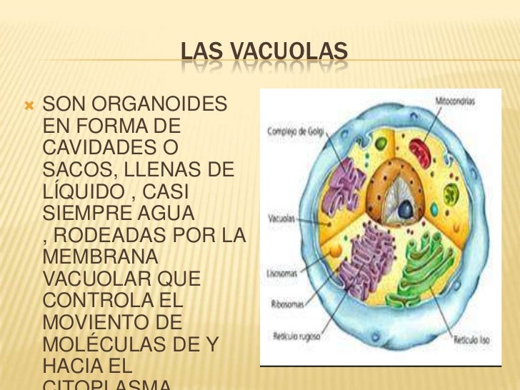 ¿cúal es la composición y estructura de la vacuola