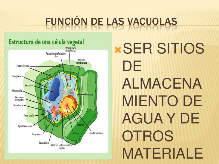 Lisosomas Estructura Y Su Funcion 2020 idea e inspiración