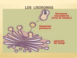 LOS LISOSOMAS
 