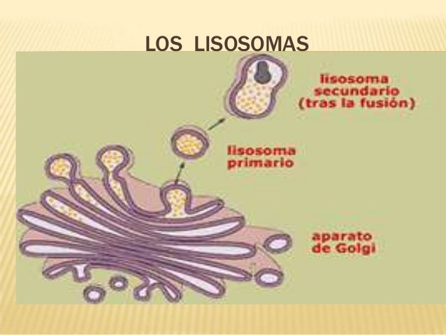 Los lisosomas
