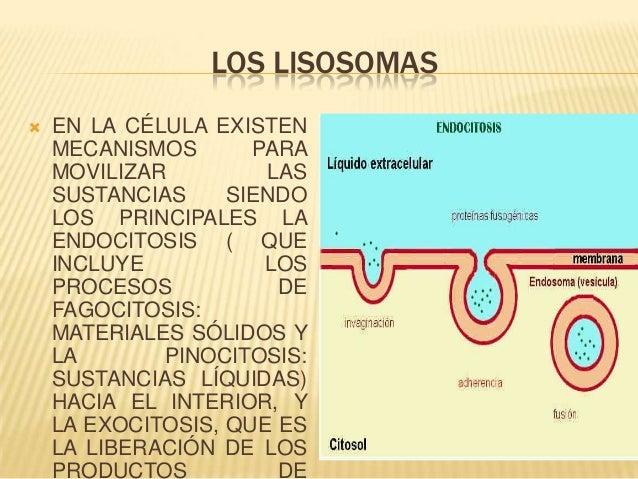 Los lisosomas