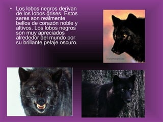 Los lobos negros derivan de los lobos grises. Estos seres son realmente bellos de corazón noble y altivos. Los lobos negros son muy apreciados alrededor del mundo por su brillante pelaje oscuro. 
