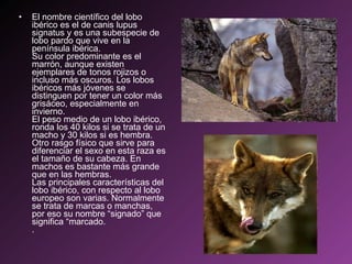 El nombre científico del lobo ibérico es el de canis lupus signatus y es una subespecie de lobo pardo que vive en la península ibérica. Su color predominante es el marrón, aunque existen ejemplares de tonos rojizos o incluso más oscuros. Los lobos ibéricos más jóvenes se distinguen por tener un color más grisáceo, especialmente en invierno. El peso medio de un lobo ibérico, ronda los 40 kilos si se trata de un macho y 30 kilos si es hembra. Otro rasgo físico que sirve para diferenciar el sexo en esta raza es el tamaño de su cabeza. En machos es bastante más grande que en las hembras. Las principales características del lobo ibérico, con respecto al lobo europeo son varias. Normalmente se trata de marcas o manchas, por eso su nombre “signado” que significa “marcado. .  