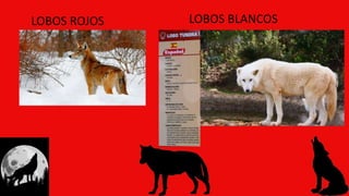 LOBOS ROJOS LOBOS BLANCOS
 