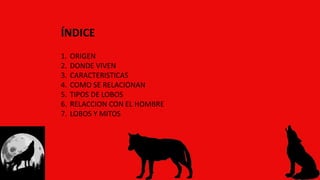 1. ORIGEN
2. DONDE VIVEN
3. CARACTERISTICAS
4. COMO SE RELACIONAN
5. TIPOS DE LOBOS
6. RELACCION CON EL HOMBRE
7. LOBOS Y MITOS
ÍNDICE
 
