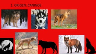 1. ORIGEN: CANINOS
 