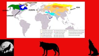 2. DONDE VIVEN
CANADÁ
ASIA
EUROPAALASKA
 