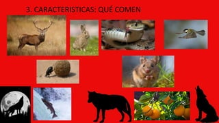 3. CARACTERISTICAS: QUÉ COMEN
 