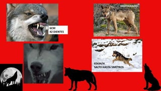 DIGITIGRADO
65KM/H
SALTO HASTA 5METROS
6CM
42 DIENTES
 