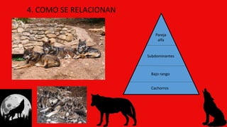 4. COMO SE RELACIONAN
Pareja
alfa
Subdominantes
Bajo rango
Cachorros
 