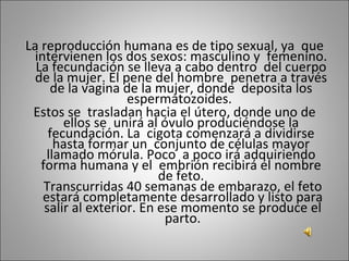 La reproducción humana es de tipo sexual, ya  que intervienen los dos sexos: masculino y  femenino. La fecundación se lleva a cabo dentro  del cuerpo de la mujer. El pene del hombre  penetra a través de la vagina de la mujer, donde  deposita los espermatozoides.  Estos se  trasladan hacia el útero, donde uno de ellos se  unirá al óvulo produciéndose la fecundación. La  cigota comenzará a dividirse hasta formar un  conjunto de células mayor llamado mórula. Poco  a poco irá adquiriendo forma humana y el  embrión recibirá el nombre de feto.  Transcurridas 40 semanas de embarazo, el feto  estará completamente desarrollado y listo para  salir al exterior. En ese momento se produce el  parto. 