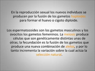 En la reproducción sexual los nuevos individuos se producen por la fusión de los gametos  haploides  para formar el huevo o cigoto diploide.  Los espermatozoides son los gametos masculinos y los ovocitos los gametos femeninos. La  meiosis  produce células que son genéticamente distintas unas de otras; la fecundación es la fusión de los gametos que produce una nueva combinación de  alelos , y por lo tanto incrementa la variación sobre la cual actúa la  selección natural . 