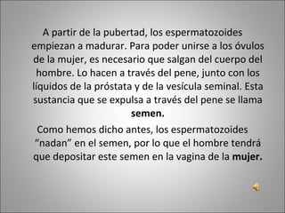 A partir de la pubertad, los espermatozoides empiezan a madurar. Para poder unirse a los óvulos de la mujer, es necesario que salgan del cuerpo del hombre. Lo hacen a través del pene, junto con los líquidos de la próstata y de la vesícula seminal. Esta sustancia que se expulsa a través del pene se llama  semen. Como hemos dicho antes, los espermatozoides “nadan” en el semen, por lo que el hombre tendrá que depositar este semen en la vagina de la  mujer. 