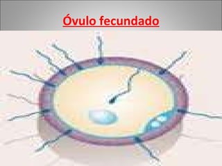 Óvulo fecundado 