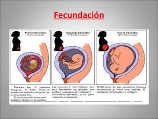 Fecundación 