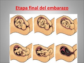 Etapa final del embarazo 
