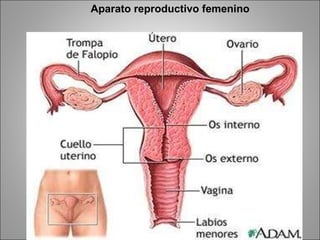 Aparato reproductivo femenino 