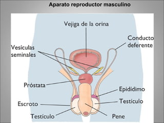 Aparato reproductor masculino 
